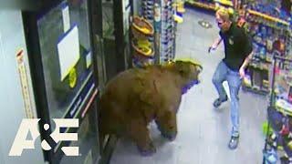 500-POUND Bear REPEATEDLY Steals Candy from Gas Station | Customer Wars | A&E