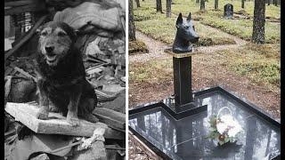 History of the dog Zhuzhi. Why was she buried in a human cemetery?