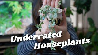 5 Underrated Houseplants 2021 | Common & Unusual Houseplants