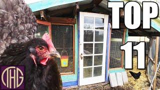 11 Things You NEED To Know When Building A Chicken Coop!!