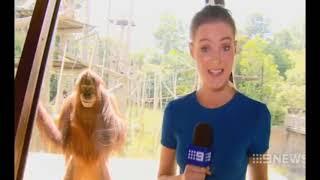 CREEPY SMILING ORANGUTAN STARE