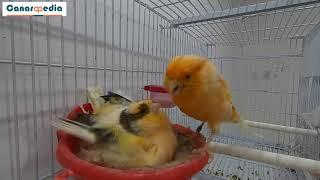 Watch what my canaries are up to!