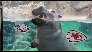 Fiona Makes Her Pick for the Big Game - Cincinnati Zoo