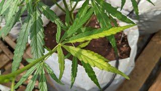 How to Tell Mosaic Virus Infection from Variegation with Live Plant Examples