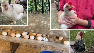 How to choose a young chicken to eat eggs. Smart chickens.
