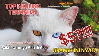 TOP 5 KUCING TERMAHAL DI DUNIA!!!!!