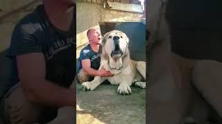 THE ALABAI' Wolf Crusher ||CENTRAL ASIAN SHEPHERD DOG|| #shorts #ytshorts