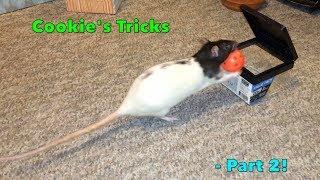 Cookie The Rat's Epic Tricks - Part 2!