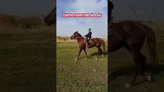 НООКЕН Р. САНЧО# ХАН#ЧАГЫЛГАН# #music #love #топ #motivation #кокбору #animal #horseriding #arabic