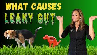 Is Leaky Gut Causing Your Pet's Gut Health Issues? [Holistic Vet Advice]