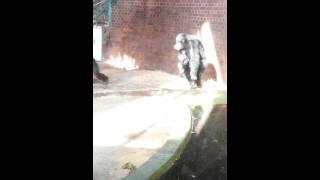 Chimp attacks man again at Chester Zoo 02/09/14