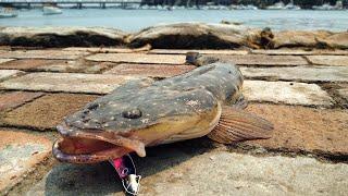 AMAZING Landbased Flathead Sesh! Using SPF LURES - Parramatta River Fishing