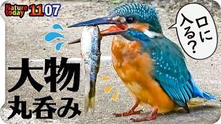 [Kingfisher predatory Amur minnow can be eaten] duck tragic foot injury and angel wing malformation.