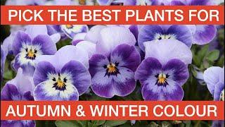 PICK THE BEST PLANTS FOR AUTUMN & WINTER COLOUR