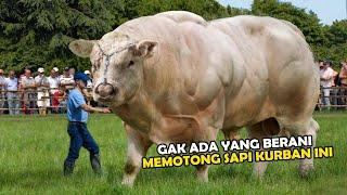 Gak Main-main!!! Inilah 9 Sapi Terbesar di Dunia