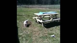 Pack of westies get stuck on picknic table.