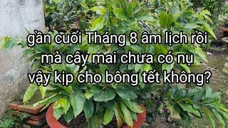 Cuối tháng 8âL mai chưa có nụ,thì phải chăm sóc thế nào để kịp cho bông tết.