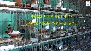 কবুতর পালন করে কি ভাবে দূর করবেন বেকার সমস্যা - Pigeon Farm Home Business Ideas in Bangladesh