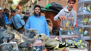 سوق القريعة للطيور السبت 2024/6/8 فراخ الطيور فراخ الحسون فراخ الحسنية فراخ الوطواط