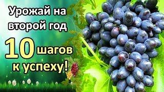 УРОЖАЙ ВИНОГРАДА НА 2 ГОД ПОСЛЕ ПОСАДКИ! 10 ШАГОВ К УСПЕХУ!