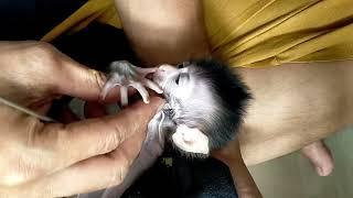 Take Care of Two Baby Monkeys, Merawat dua bayi monyet, Lovely Fauna Youtube Channel