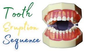 ️Eruption Sequence of Primary Teeth #shorts