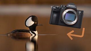 Sony zv E10 Full review in wildlife photography #wildlife #sony #photographer