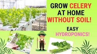 DIY Hydroponic Celery: Upcycle Styrofoam Boxes! ️ FULL GARDENING EXPLAINATION #growcelery