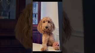 Need a break from ️ #doggydays #cutedog #winter #viralvideo #viralshorts