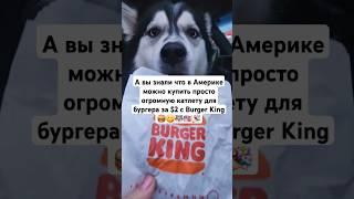 Котлета для бургера за $2 для #ХАСКИ   #usa #сша #shorts #husky