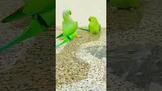 Parrot lovely couple #music #song #cover