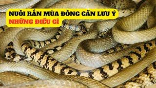 Nuôi Rắn Vào Mùa Đông Cần Lưu Ý Những Điều Gì - Trại Giống Đông Sơn