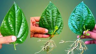 How To Grow Betel Leaves (Paan) Plant From Single Leaves