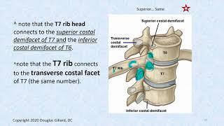 Thoracic Spine Anatomy: Part 2: