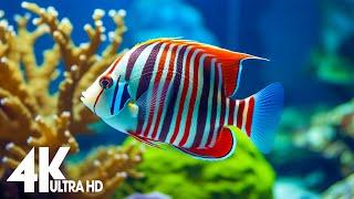 Aquarium 4K Video (Ultra HD) - Relaxing Fish Swimming Among Coral | Stress Relief & Relaxing Music