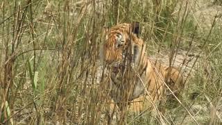 Bengal Tiger male (Panthera tigris tigris) 