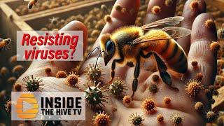 Can HONEY BEES resist VARROA MITES viruses naturally?