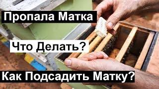 Пасека #90 Пропала матка |  Как подсадить Матку? Что делать? | Пчеловодство для начинающих