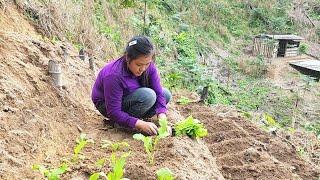 Building a new life in the forest with my son - gardening - go to market