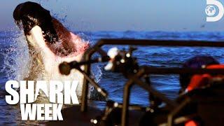 Top 5 Bite Moments from Shark Week 2018 | Discovery