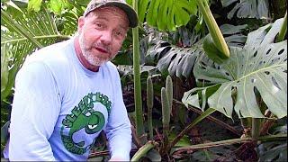 The World’s Largest Monstera Deliciosa Plant