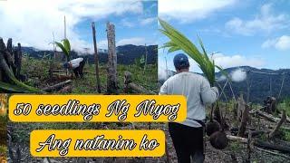 Magtanim kami Ng Niyog| DML Vloggs