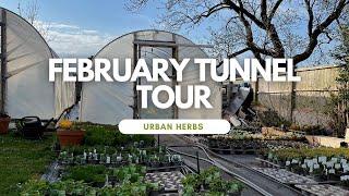 February Herb Plant Tunnel Tour: Herbs that you can grow at home this year.