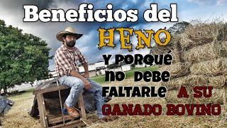 Beneficios del Heno y porqué no debe faltarle a su ganado Bovino.