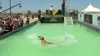 Incredible Dog Challenge 2023 – Presented by Purina Pro Plan – Western Regional Finals