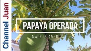 Forcing Male Papaya to Bear Fruit - Turn a Male Papaya into Female - Papaya Operada(2020)