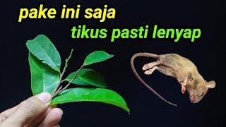 ternyata pake ini saja,RUMAH BEBAS DARI TIKUS SELAMANYA ‼️