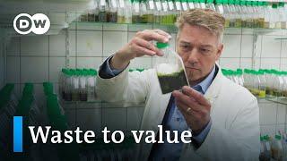 Can algae save the world? | DW Documentary