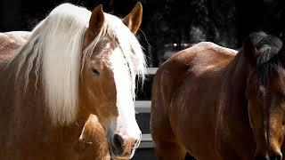 10/2/2024 U.S. Park Police Stables and Education Center, National Mall, Washington, DC. #uspp