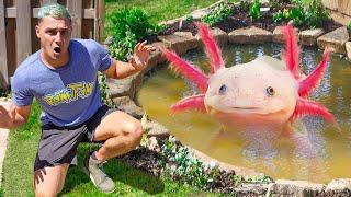 I FOUND AN AXOLOTL IN My Pond